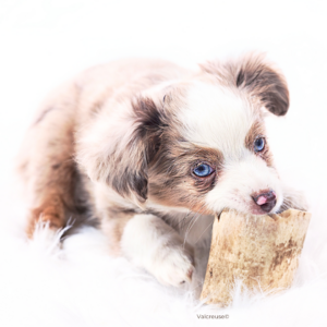 Prévoir de la mastication dans le trousseau du chiot