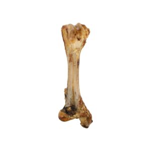 Tibia de buffle séché